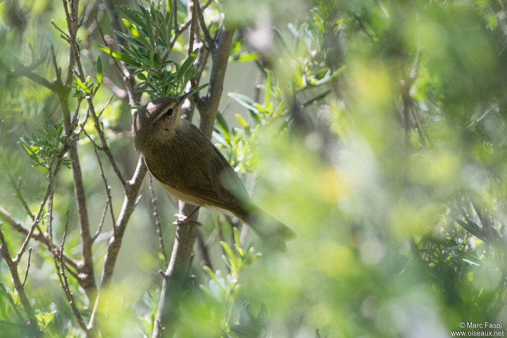 Canary Islands Chiffchaffadult