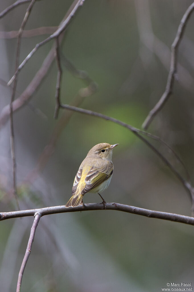 Pouillot orientaladulte, identification