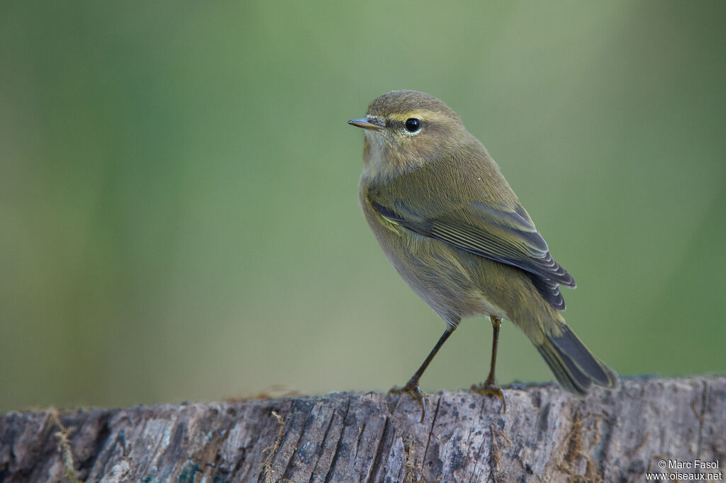 Common Chiffchaffadult post breeding, identification