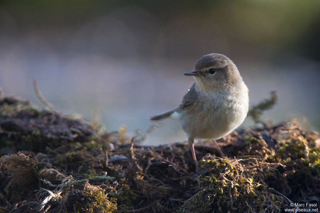 Common Chiffchaffadult, identification