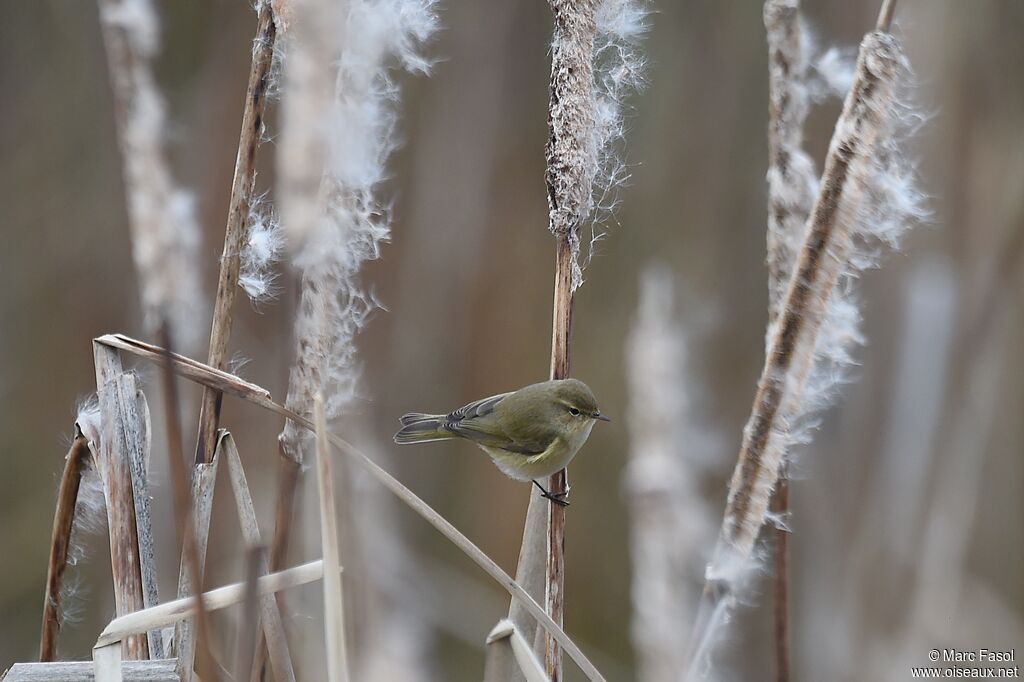 Common Chiffchaffadult post breeding, identification, Behaviour