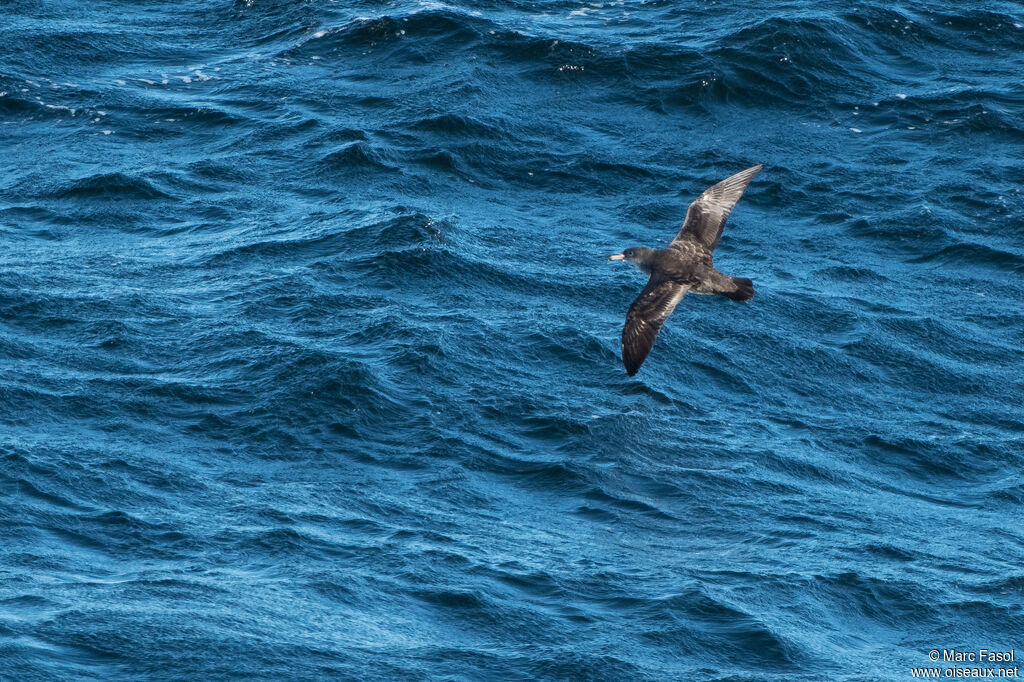 Puffin à pieds rosesadulte, Vol