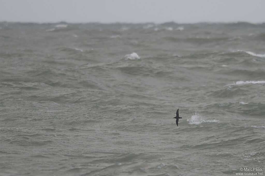 Manx Shearwater, Flight