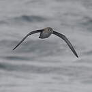 Puffin des Baléares