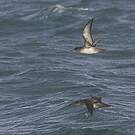 Puffin des Baléares