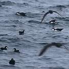 Puffin des Galapagos