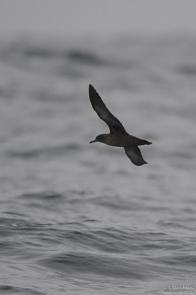 Sooty Shearwateradult, Flight