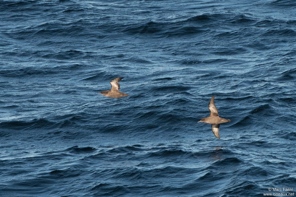 Sooty Shearwater, Flight
