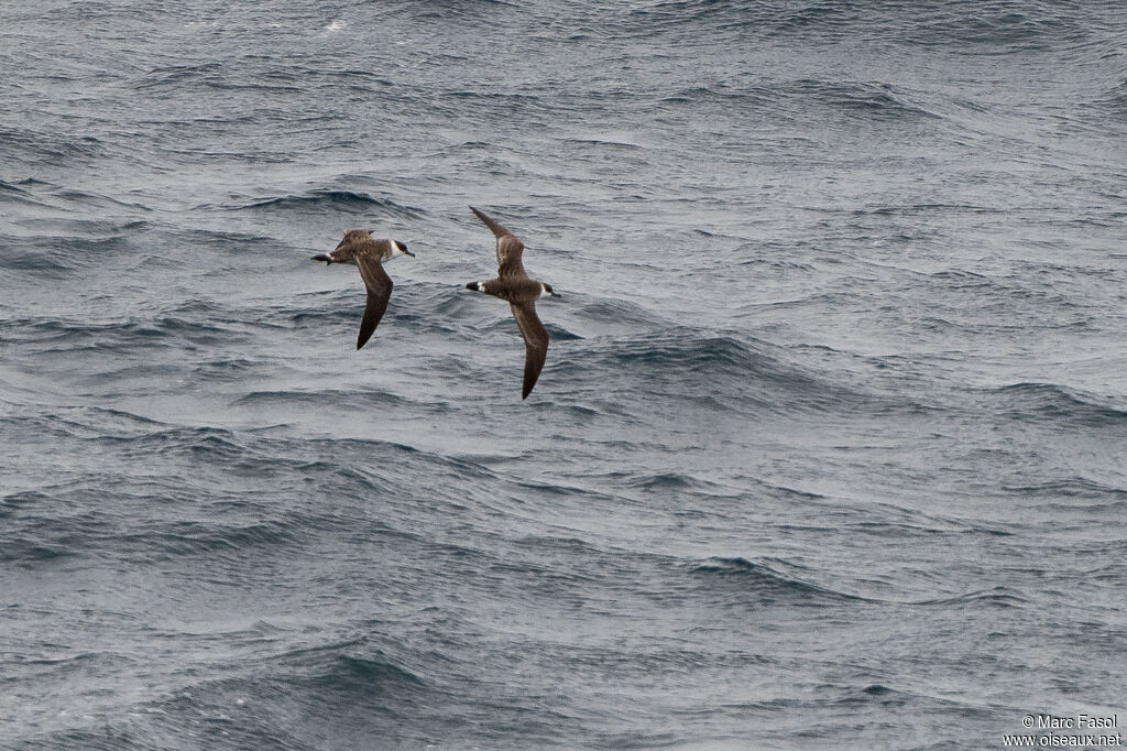 Great Shearwateradult, Flight