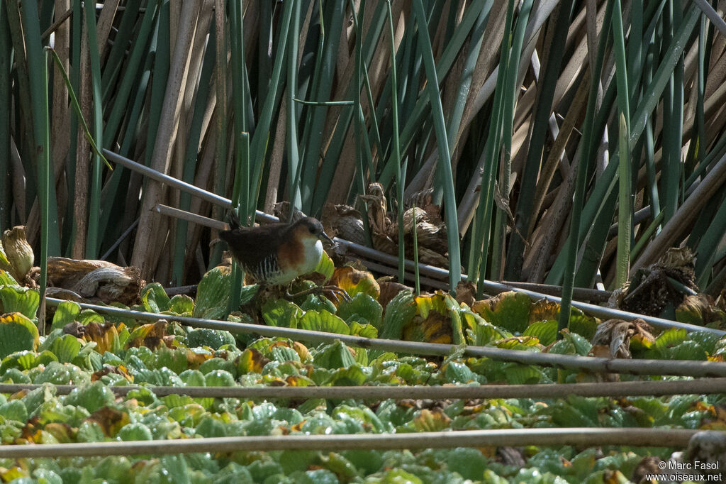 Rufous-sided Crakeadult, walking
