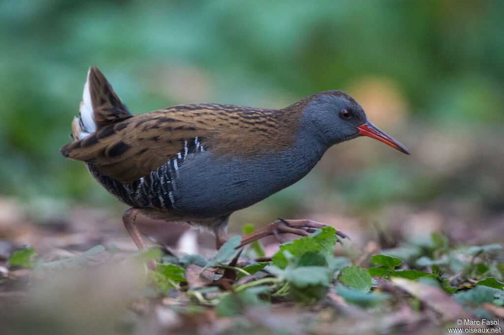 Râle d'eauadulte, identification, marche