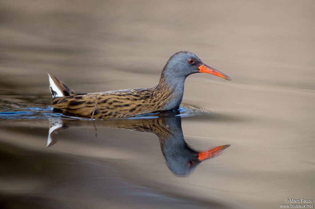 Râle d'eauadulte, identification, nage