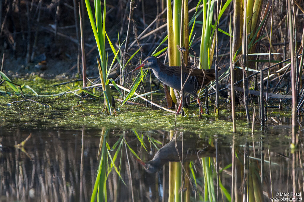 Râle d'eauadulte, identification, marche