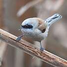 Rémiz penduline