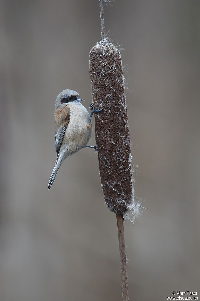 Rémiz penduline femelle adulte internuptial, identification, Comportement