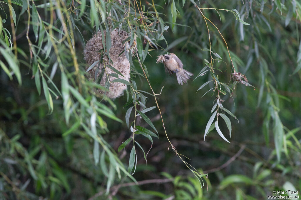 Rémiz penduline mâle, identification, Nidification