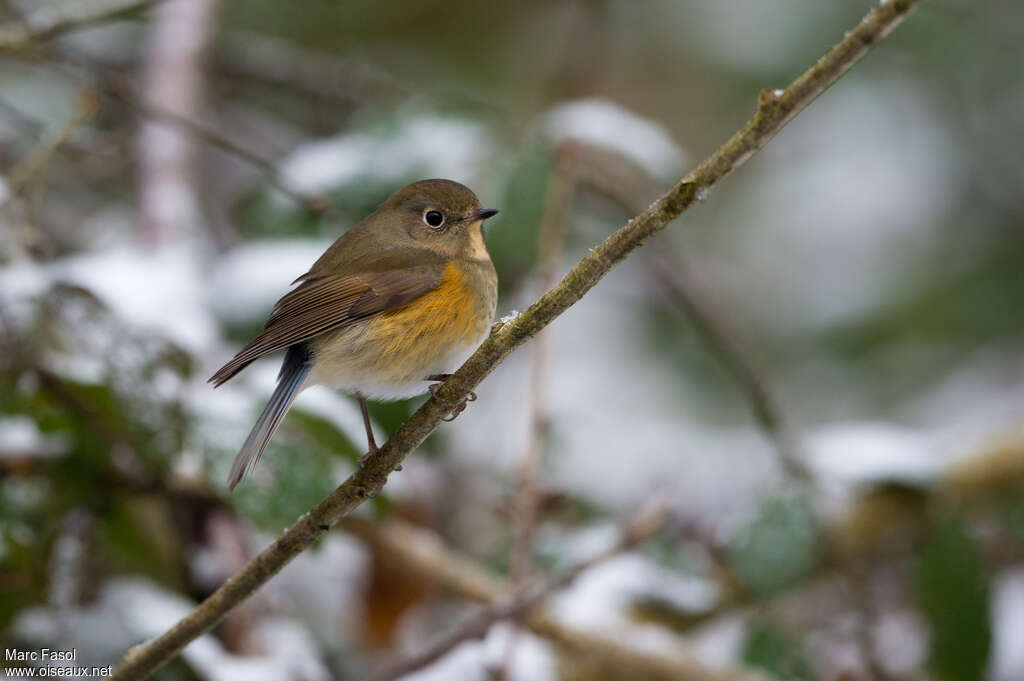 Robin à flancs roux mâle 2ème année, identification