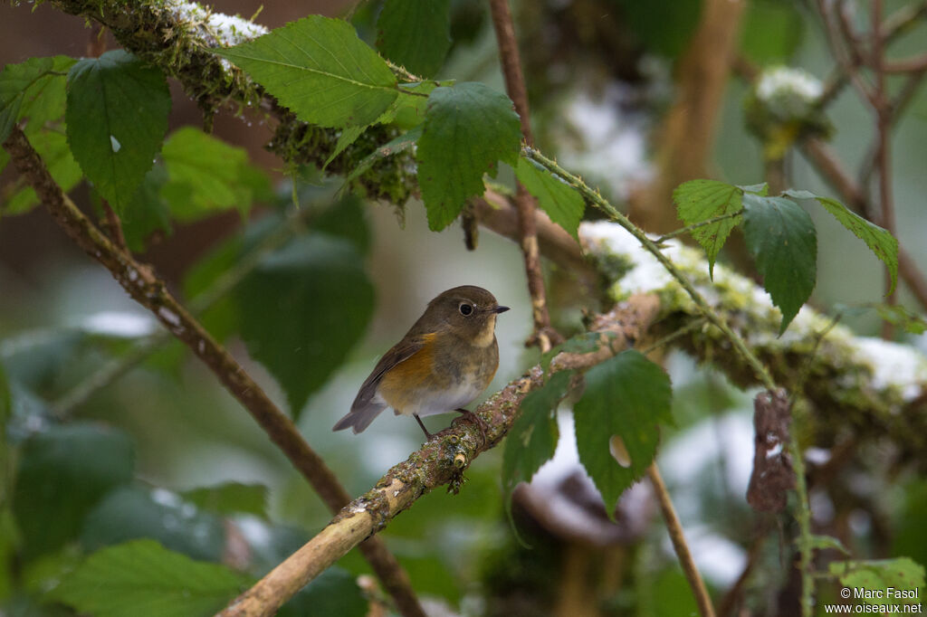 Robin à flancs rouximmature, identification, pêche/chasse