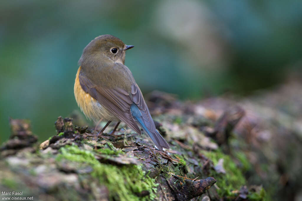 Robin à flancs roux1ère année, identification, pigmentation, pêche/chasse