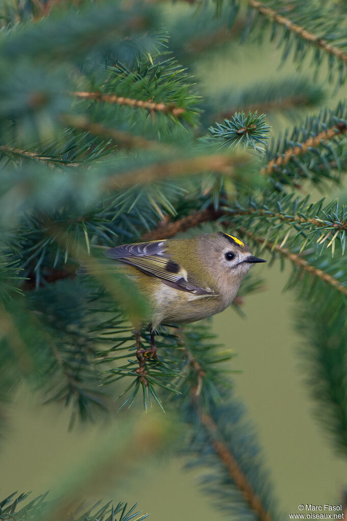 Goldcrestadult, identification