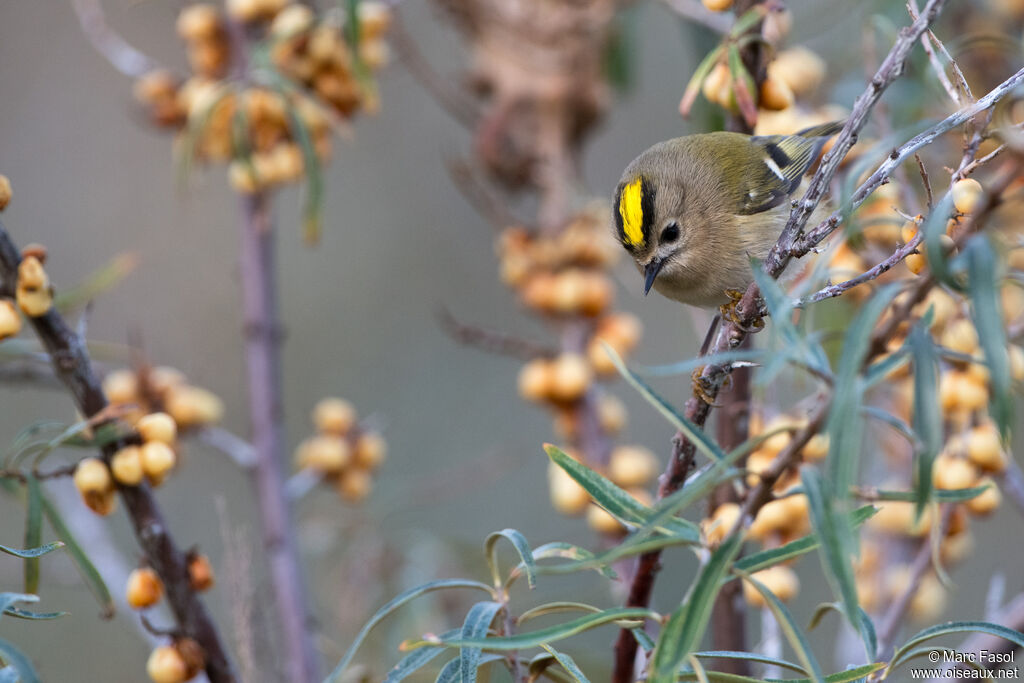 Roitelet huppéadulte, identification, pêche/chasse
