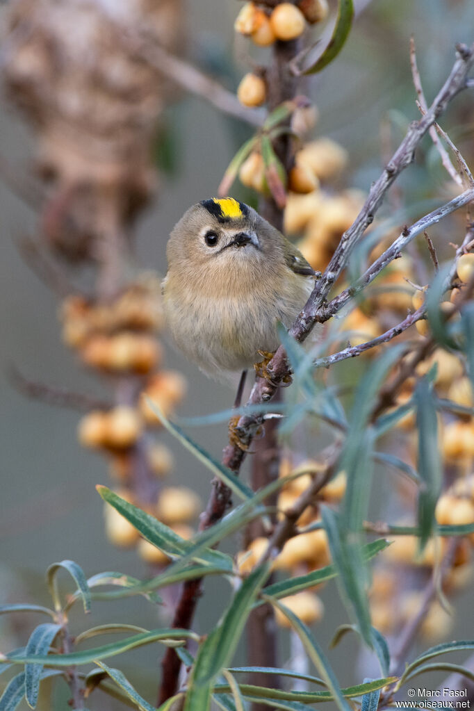 Roitelet huppéadulte, identification