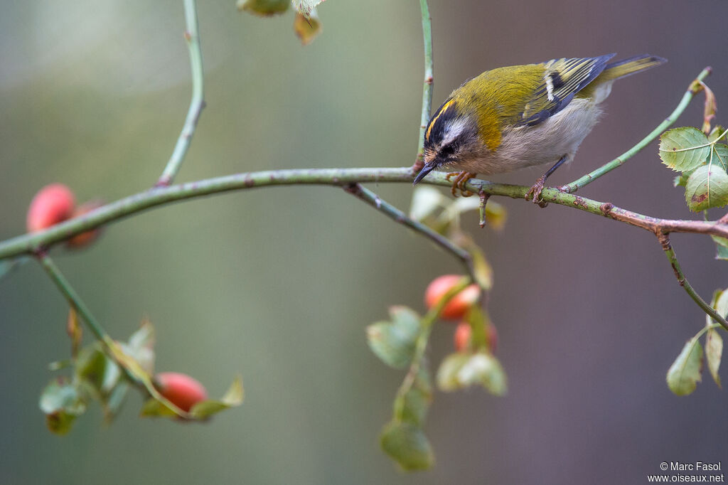Common Firecrestadult