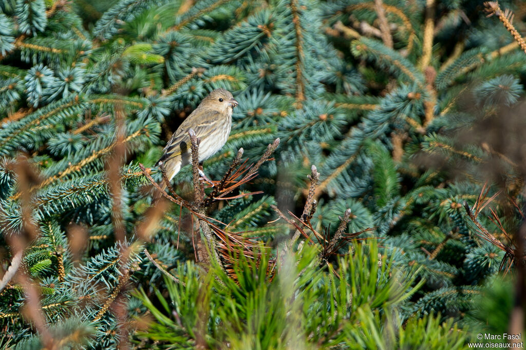 Common Rosefinchjuvenile