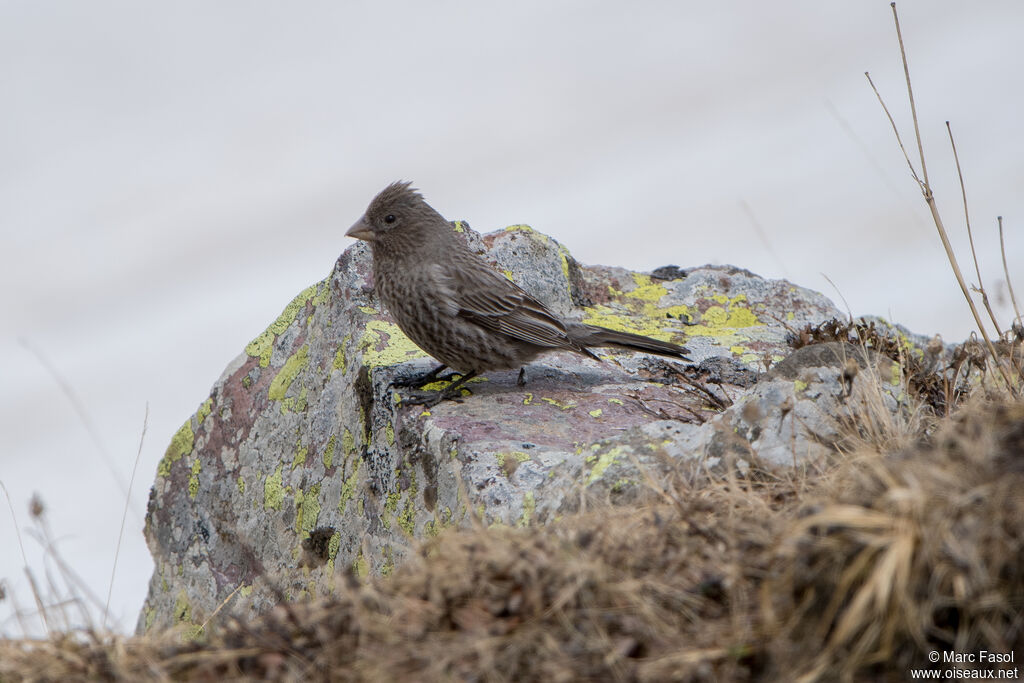 Roselin tacheté femelle adulte, identification