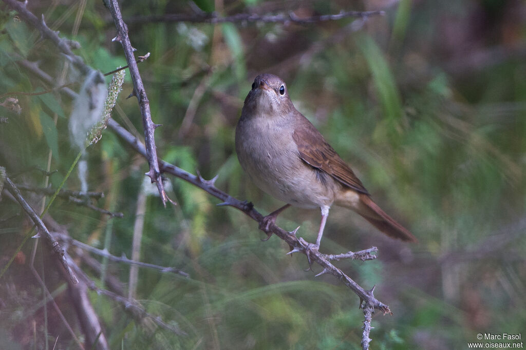 Common Nightingaleadult, identification
