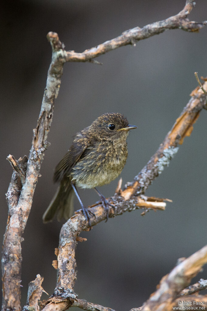 European Robinjuvenile, identification