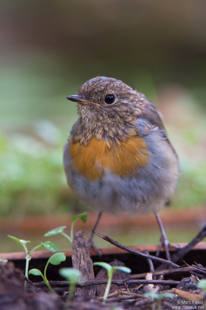 European Robinjuvenile, close-up portrait