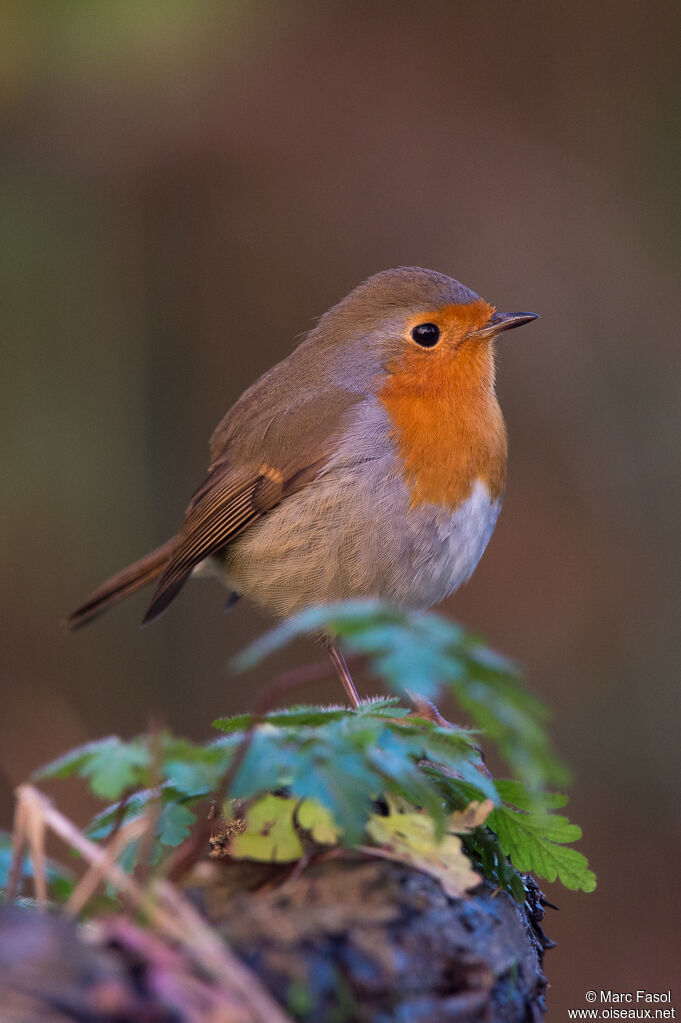 European Robinadult post breeding, identification