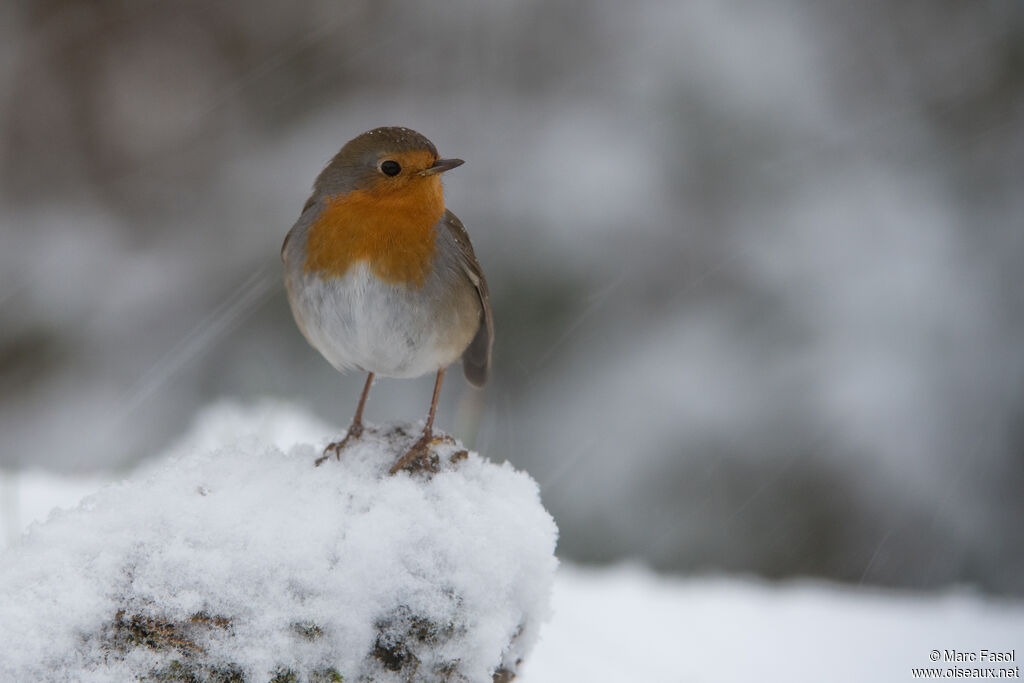 Rougegorge familieradulte, identification