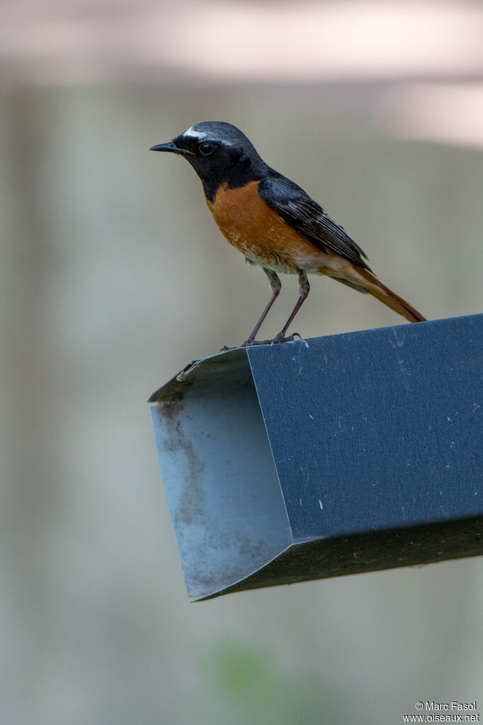 Common Redstart male adult breeding, identification