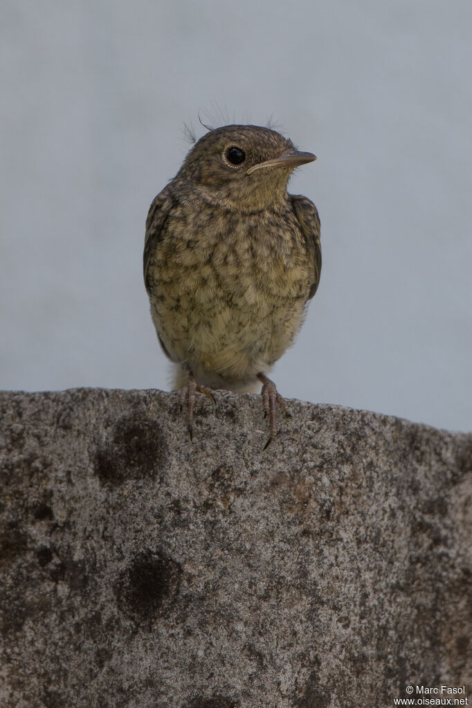 Common RedstartPoussin, identification