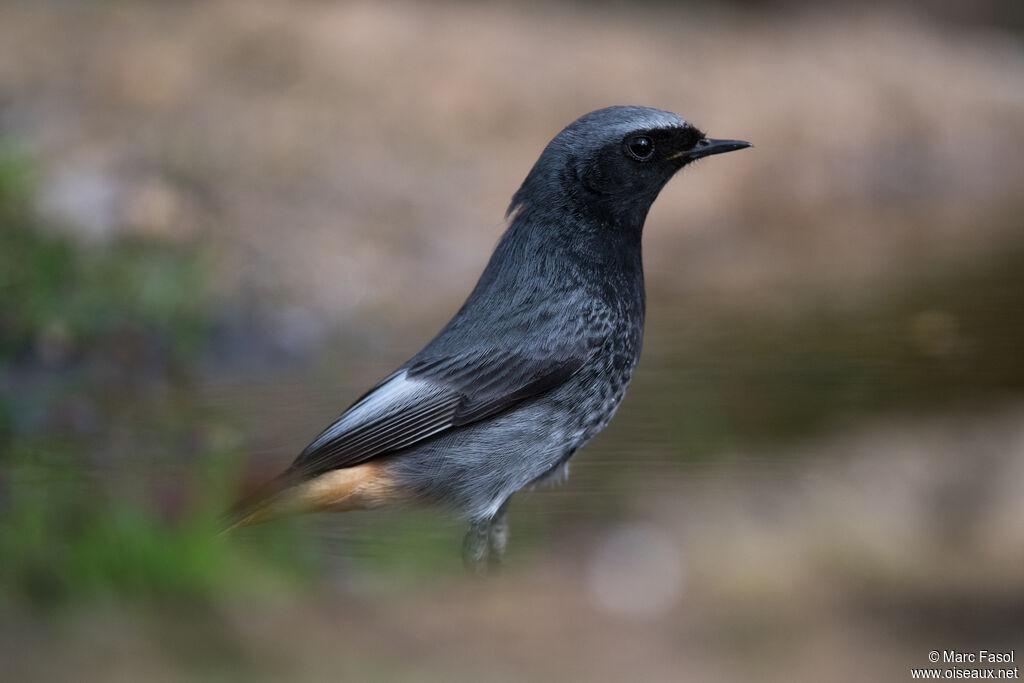 Rougequeue noir mâle adulte nuptial, identification, soins
