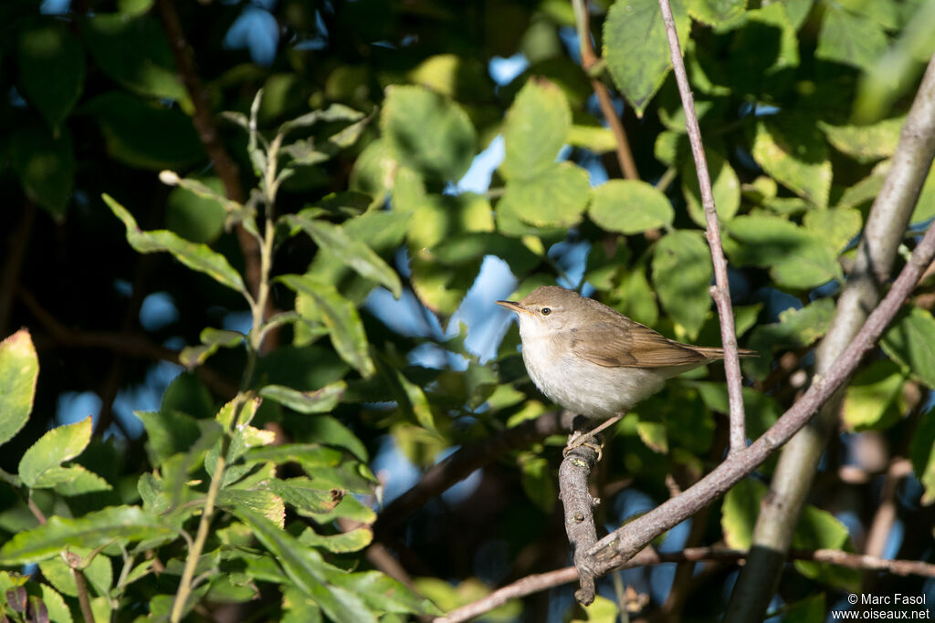 Rousserolle des buissons, identification