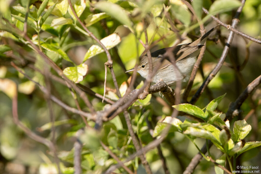 Blyth's Reed Warbleradult post breeding, habitat