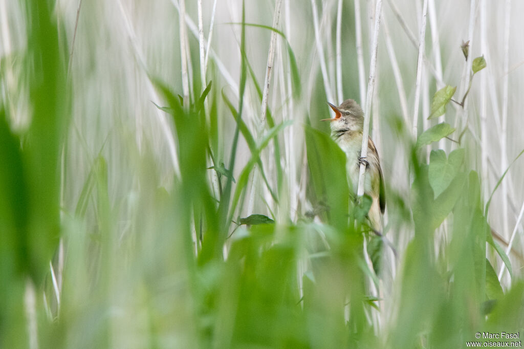 Great Reed Warbleradult breeding, identification, song