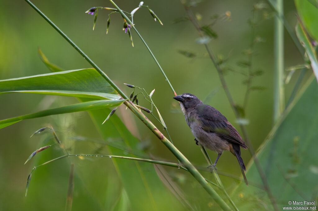 Saltator grisadulte, identification
