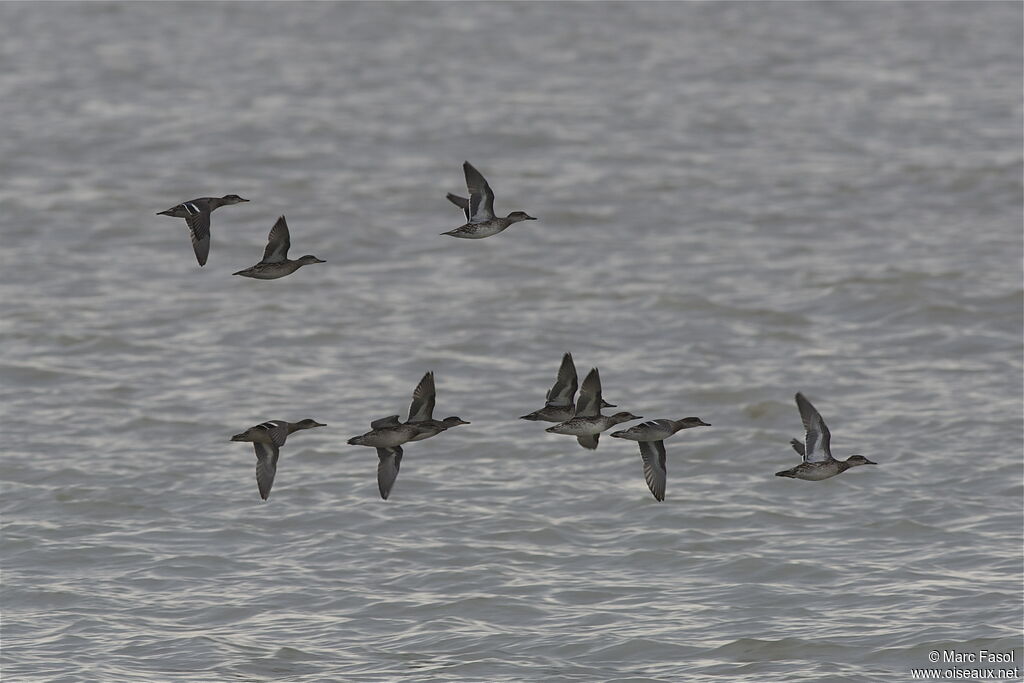 Eurasian Teal, Flight