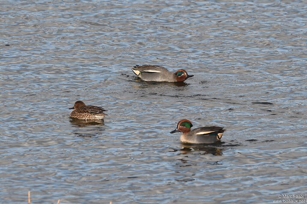 Eurasian Tealadult breeding, identification, Behaviour