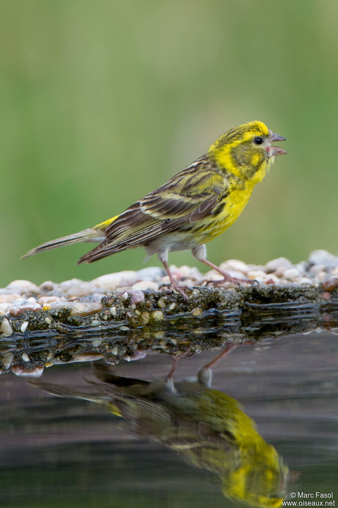 Serin cini mâle adulte nuptial, boit