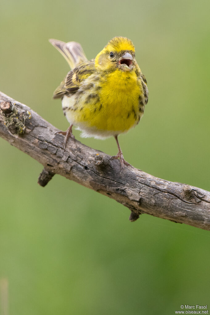 Serin cini