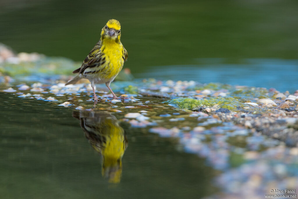 Serin cini mâle adulte nuptial, boit