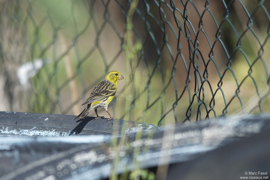 Serin des Canaries mâle adulte nuptial, identification