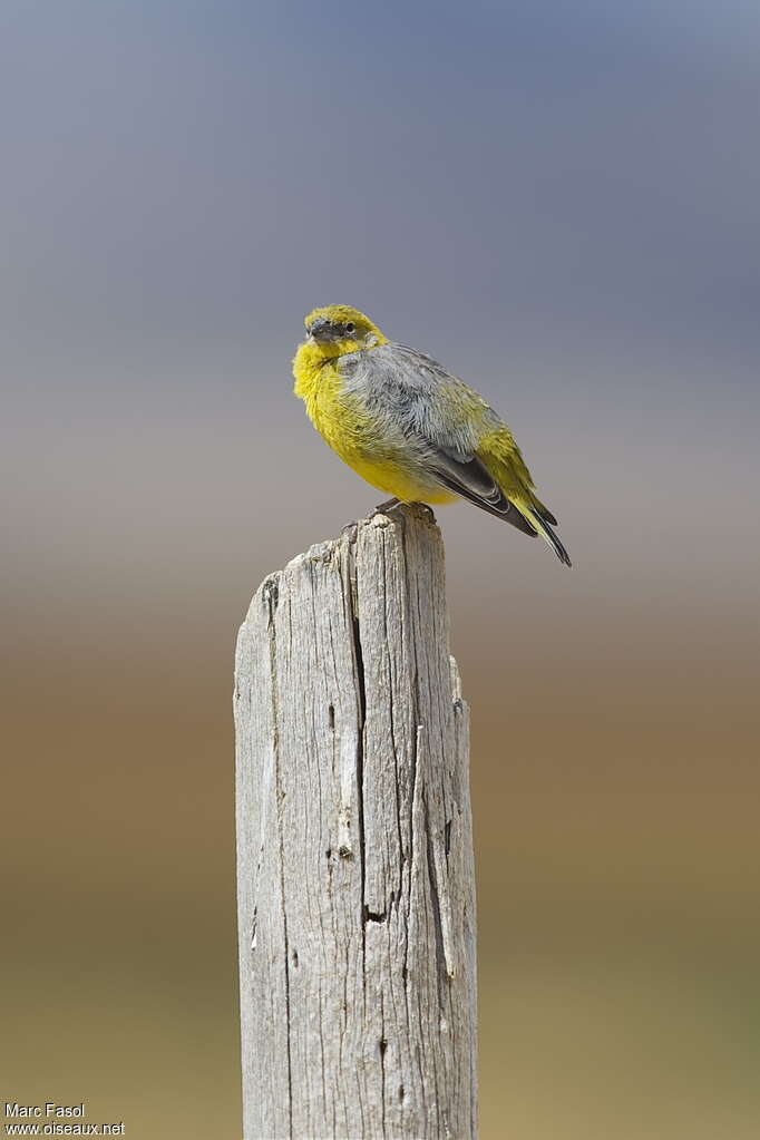 Sicale à croupion jaune mâle adulte, identification