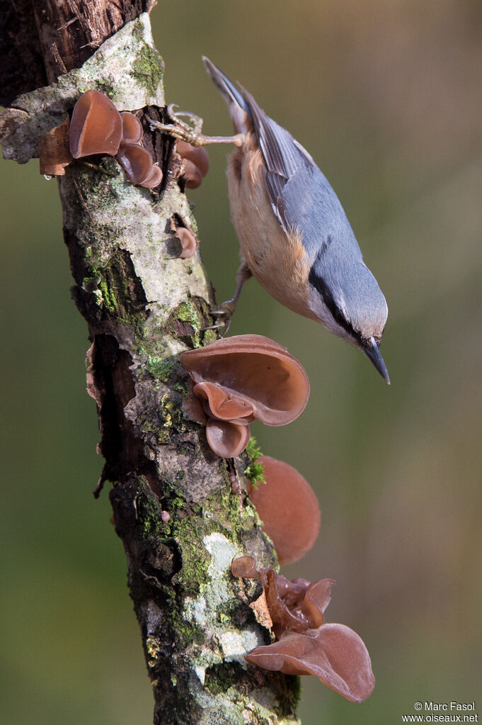 Eurasian Nuthatchadult post breeding, identification