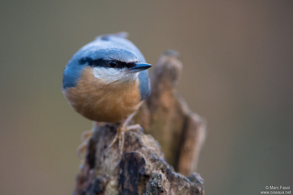 Eurasian Nuthatchadult, identification